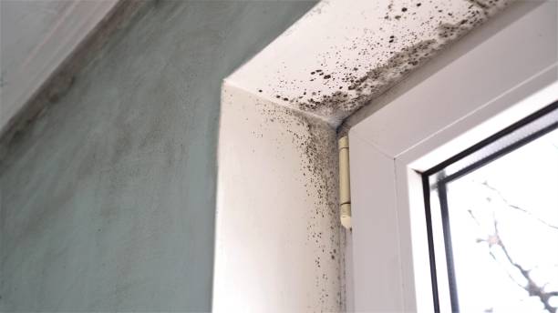 Best Commercial Mold Remediation in White Bear Lake, MN